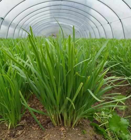 韭菜种子哪个品种好?如何选择高产优质韭菜种子?