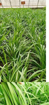 韭菜种子哪个品种好?如何选择高产优质韭菜种子? 韭菜种子哪个品种好?如何选择高产优质韭菜种子?