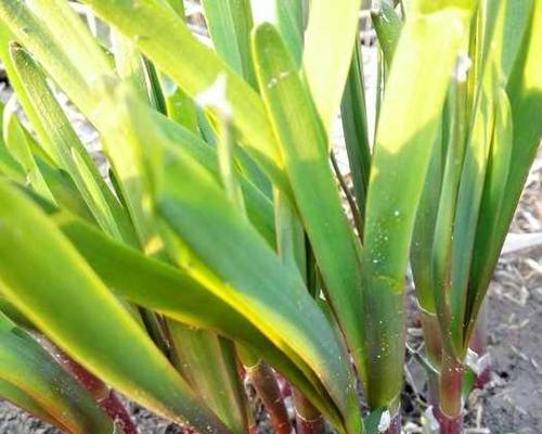 韭菜种子哪个品种好?如何选择高产优质韭菜种子? 韭菜种子哪个品种好?如何选择高产优质韭菜种子?