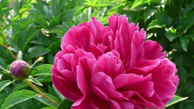 芍药养殖需要注意什么?如何正确养殖芍药? 芍药养殖需要注意什么?如何正确养殖芍药?