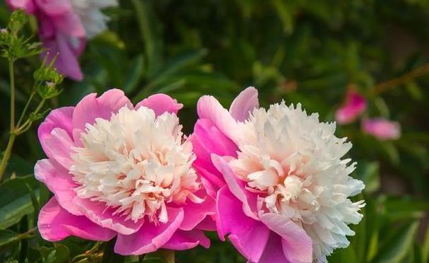 芍药养殖需要注意什么?如何正确养殖芍药? 芍药养殖需要注意什么?如何正确养殖芍药?