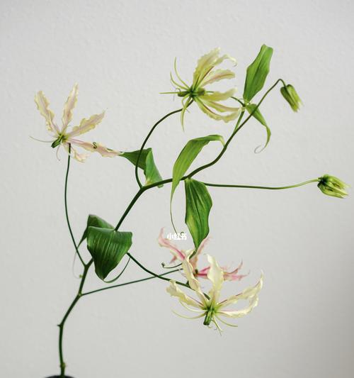 嘉兰的花语与文化背景（传承千年的雅致与神秘魅力）