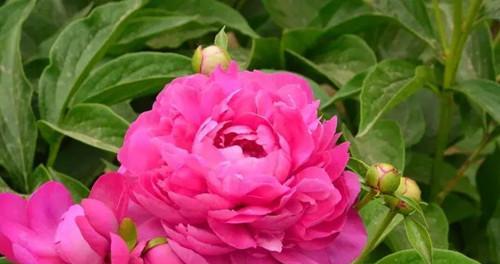 芍药养殖需要注意什么?如何正确养殖芍药? 芍药养殖需要注意什么?如何正确养殖芍药?