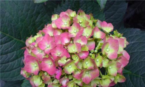 绣球花有毒性吗？家庭养殖需要注意什么？