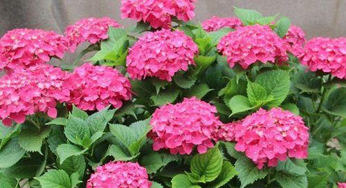 绣球花有毒性吗?家庭养殖需要注意什么?