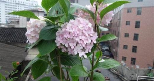 绣球花有毒性吗？家庭养殖需要注意什么？