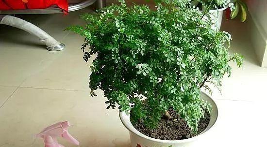 清香木浇水频率如何根据季节调整?