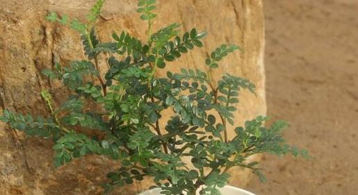 清香木浇水频率如何根据季节调整? 清香木浇水频率如何根据季节调整?