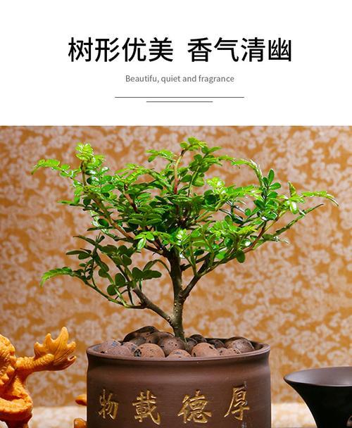 清香木浇水频率如何根据季节调整? 清香木浇水频率如何根据季节调整?