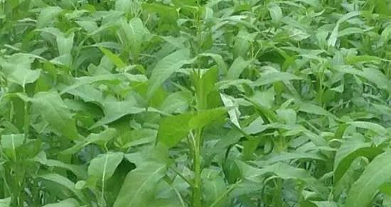 空心菜播种的最佳时间是什么时候?播种后如何管理?