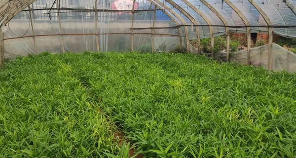 空心菜播种的最佳时间是什么时候？播种后如何管理？