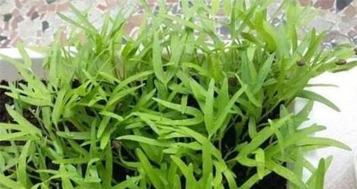 空心菜播种的最佳时间是什么时候？播种后如何管理？