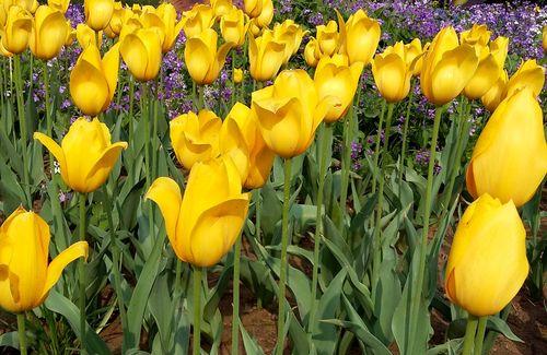 郁金香通常生长在哪些地方?如何在家中种植郁金香?