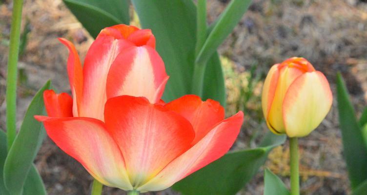 郁金香通常生长在哪些地方?如何在家中种植郁金香? 郁金香通常生长在哪些地方?如何在家中种植郁金香?