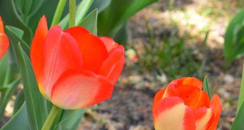 郁金香通常生长在哪些地方?如何在家中种植郁金香? 郁金香通常生长在哪些地方?如何在家中种植郁金香?