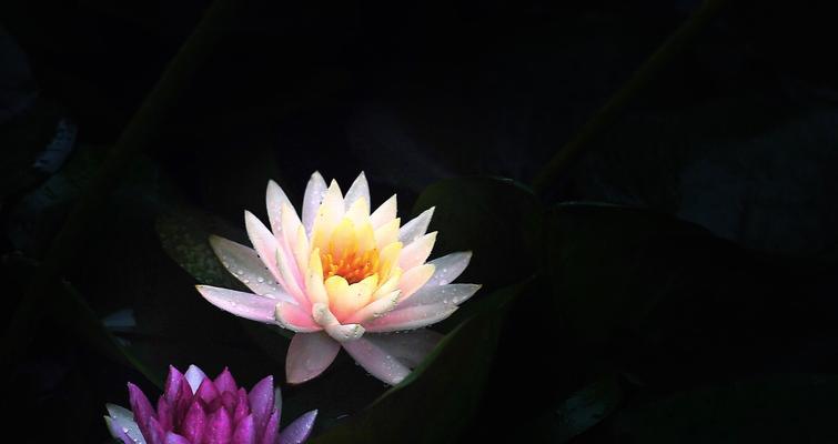 黄色荷花的花语-愉悦与繁荣(赏心悦目的花海)