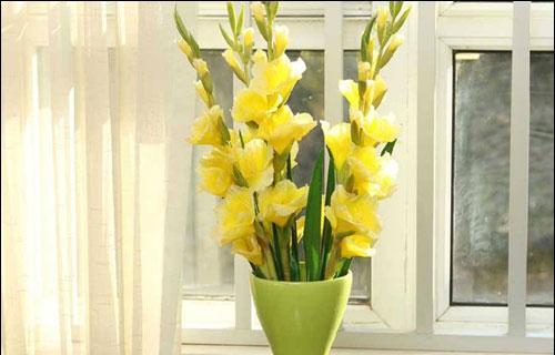 剑兰养殖需要注意什么?如何正确养殖剑兰? 剑兰养殖需要注意什么?如何正确养殖剑兰?