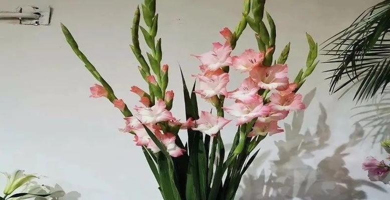 剑兰养殖需要注意什么?如何正确养殖剑兰? 剑兰养殖需要注意什么?如何正确养殖剑兰?