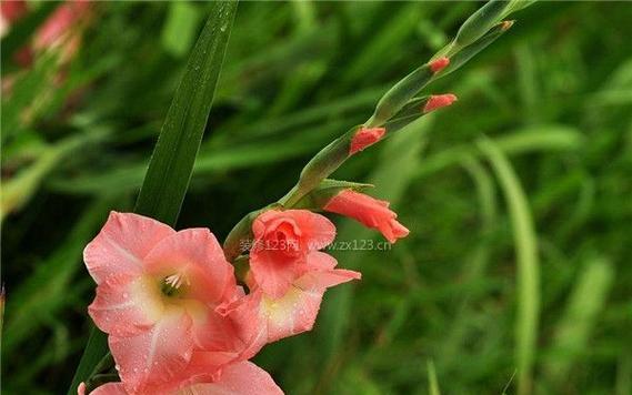 剑兰养殖需要注意什么?如何正确养殖剑兰? 剑兰养殖需要注意什么?如何正确养殖剑兰?
