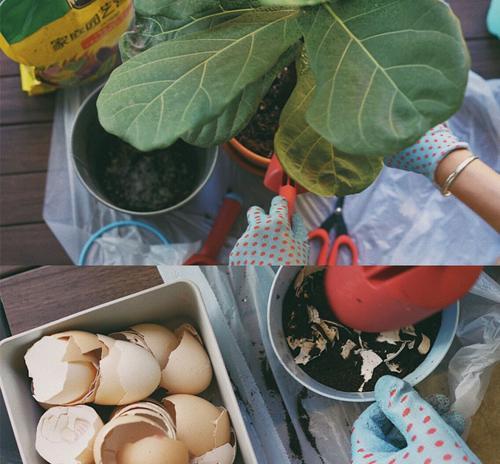 鸡蛋液浇花的好处和注意事项是什么? 鸡蛋液浇花的好处和注意事项是什么?