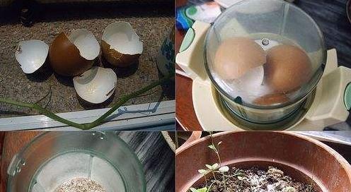 鸡蛋液浇花的好处和注意事项是什么？