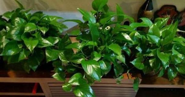 鸡蛋液浇花的好处和注意事项是什么? 鸡蛋液浇花的好处和注意事项是什么?