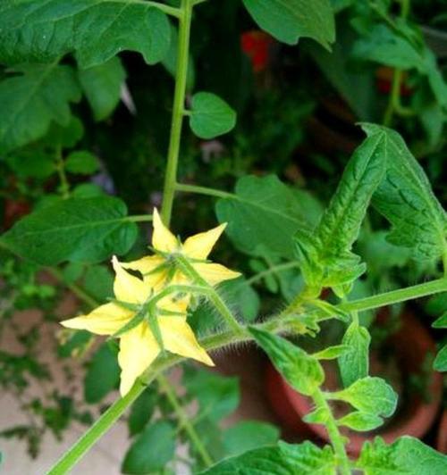 圣女果日常浇水频率是多少?如何正确灌溉圣女果? 圣女果日常浇水频率是多少?如何正确灌溉圣女果?