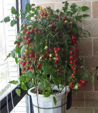 圣女果日常浇水频率是多少?如何正确灌溉圣女果? 圣女果日常浇水频率是多少?如何正确灌溉圣女果?