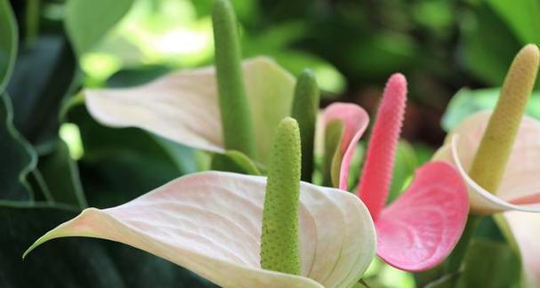 什么花的花语代表美丽？揭秘花语背后的含义！