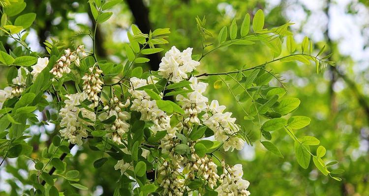 槐树一年开几次花?如何正确养护以促进开花? 槐树一年开几次花?如何正确养护以促进开花?