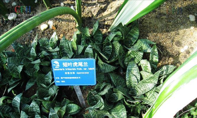 虎尾兰的寓意和象征风水（探索虎尾兰的幸福象征与风水传统）