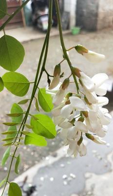 槐树一年开几次花?如何正确养护以促进开花?