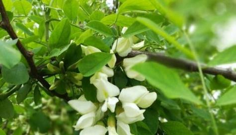 槐树一年开几次花?如何正确养护以促进开花? 槐树一年开几次花?如何正确养护以促进开花?