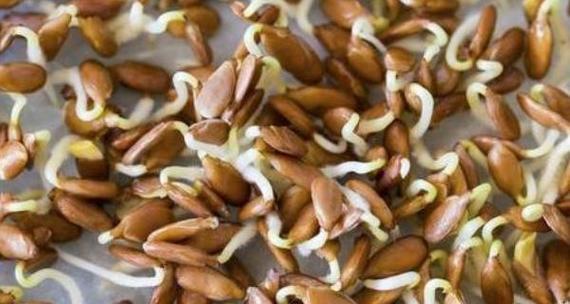 哈密瓜的籽能种植吗?如何正确种植哈密瓜籽? 哈密瓜的籽能种植吗?如何正确种植哈密瓜籽?