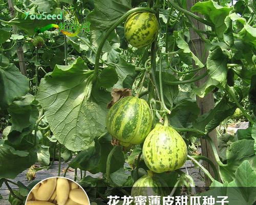 哈密瓜的籽能种植吗?如何正确种植哈密瓜籽?
