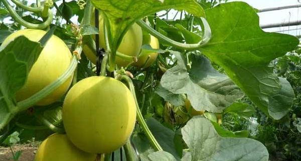 哈密瓜的籽能种植吗?如何正确种植哈密瓜籽? 哈密瓜的籽能种植吗?如何正确种植哈密瓜籽?