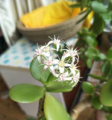 以玉树开花的寓意与意义(解读玉树开花的象征性及其与人生的关联)