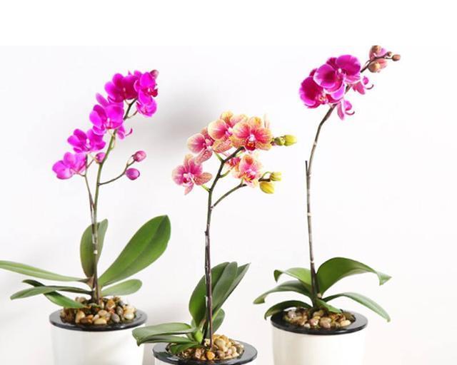 蝴蝶兰播种的最佳时间是什么时候?播种方法有哪些?