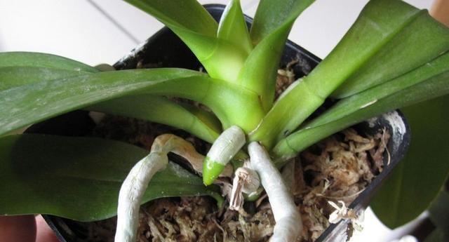 蝴蝶兰播种的最佳时间是什么时候？播种方法有哪些？