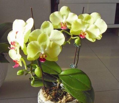 蝴蝶兰播种的最佳时间是什么时候？播种方法有哪些？