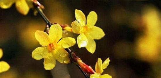 迎春花浇水要浇透吗?几天浇一次水最好?