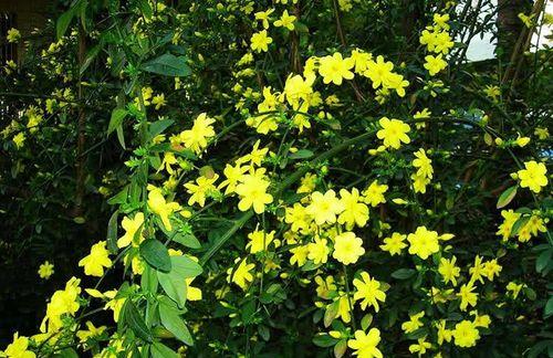 迎春花浇水要浇透吗?几天浇一次水最好? 迎春花浇水要浇透吗?几天浇一次水最好?