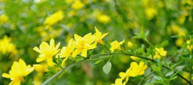 迎春花浇水要浇透吗?几天浇一次水最好? 迎春花浇水要浇透吗?几天浇一次水最好?