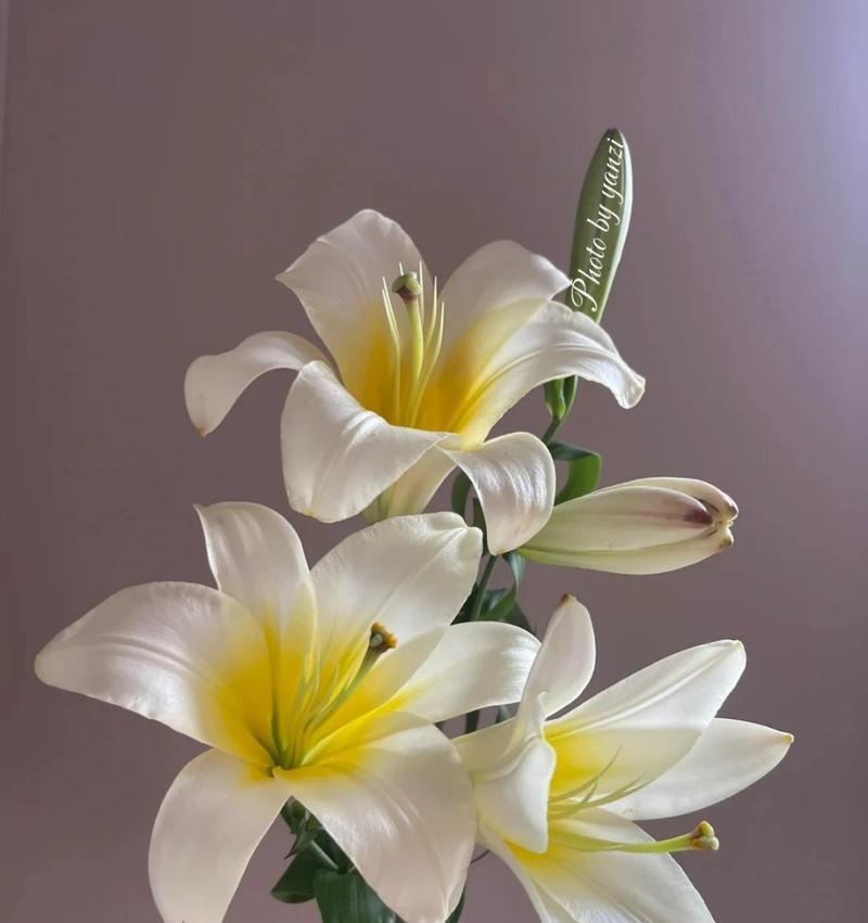 粉百合的花语(粉百合花语与生活中的情感表达)