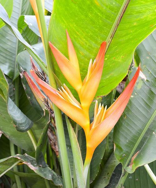 鹤望兰多久开花一次?如何促进其开花周期? 鹤望兰多久开花一次?如何促进其开花周期?