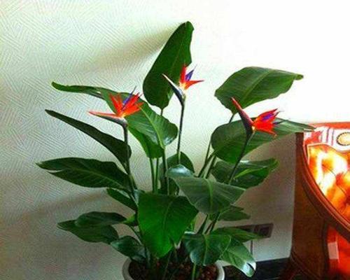 鹤望兰多久开花一次?如何促进其开花周期? 鹤望兰多久开花一次?如何促进其开花周期?