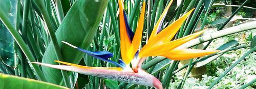 鹤望兰多久开花一次?如何促进其开花周期?