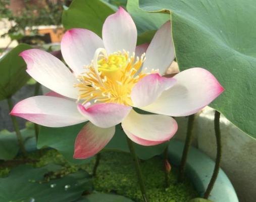 碗莲不开花怎么办?掌握这些养护技巧轻松绽放!