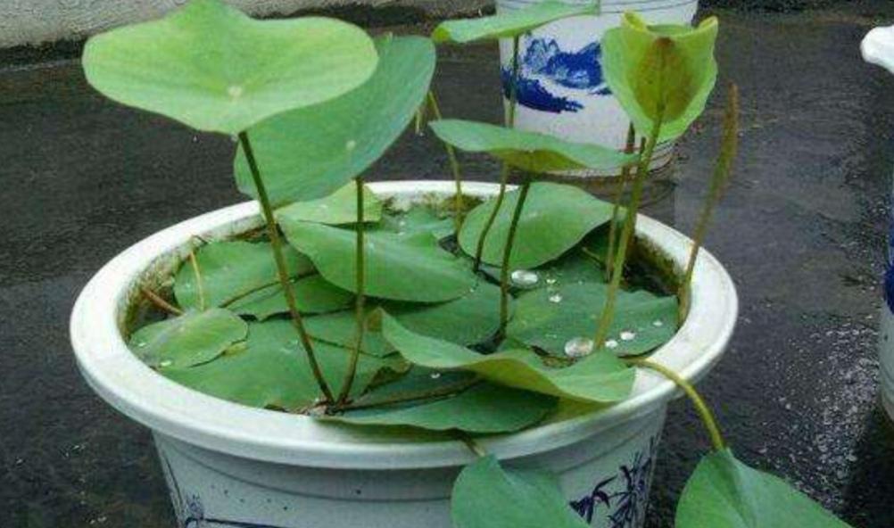 碗莲不开花怎么办？掌握这些养护技巧轻松绽放！