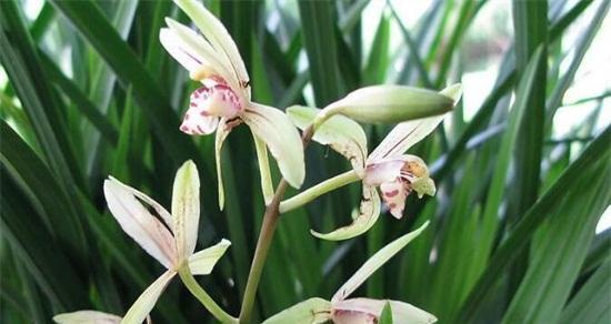 探索兰花的花语之美(传承中华文化的花朵-兰花)